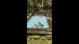 Monkeys cool off in paddling pool in Bali