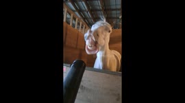 Horsing Around With a Leaf Blower