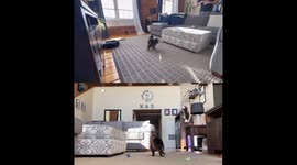 Finn leaps and jumps after his toy mice are thrown all around!