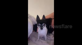 Protective Chihuahua growls everytime owner's boyfriend approaches