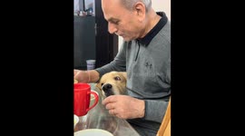 Eyeing up a bite: dog uses funny technique to share grandpa's meal