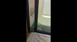 Turtle miraculously opens sliding door