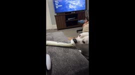 Doggo Tormented By Recorder Performance