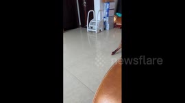 Toddler wheeled out a bruised rooster ready to be cooked in Deyang, China