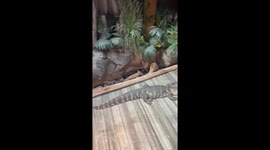 Alligators Cuddle at Georgia Aquarium
