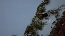 The brahminy kite (Haliastur indus)