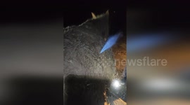 Flames spout from bloated mule's belly during vet's unconventional treatment