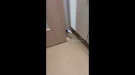 Cat's sneaky restroom entry attempt foiled