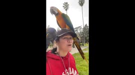 Catalina Macaw soars through Pasadena skies returning to owner's hand on command