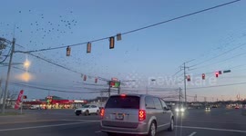 Thousands of Birds Descend on La Vergne, USA