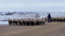 Sheep Parade Through Caldwell, USA Showcasing Town's Agricultural Heritage
