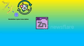 Foods Rich In Zinc |Richest Food Sources Of Zinc |High Zinc Foods