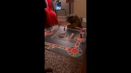 Cute cat sabotages board game night by knocking a player over