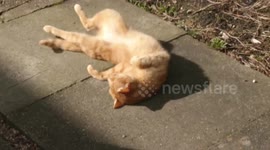 Orange Cat Can't Stop Rolling Around in the Sunlight and he barrel rolls!