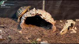 Tortoise tries to climb log - to Hannah Montana ‘it’s the climb’
