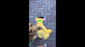 Service Dog Carries Pluto into Disneyland
