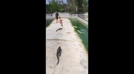 Crocodiles snap at farmer's heels as he brings out lunch