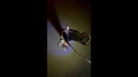 A little corgi on a night walk