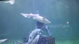 Divers feed sharks at Seaword Jakarta. This is an attraction and education for children and tourists.