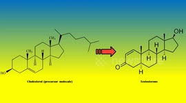 Boost Your Testosterone Levels With These Foods | Five Foods To Boost Testosterone Naturally