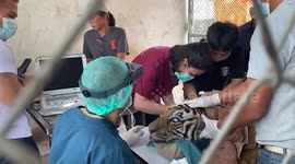 Wild tiger has blind eye removed by vets in Thailand