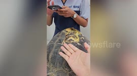 Thai vet reconstructs injured endangered turtle's shell