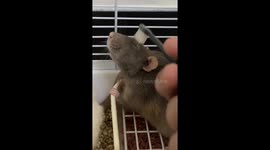 Chinese man's toothbrush grooming ritual unveils rat's human-like chirps