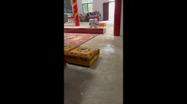 Chinese Cat Seeks Solace in Tranquil Temple Amid Dog's Bullying