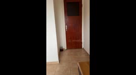 My cat wanted to enter in my kitchen while the door was closed