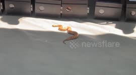 Injuries from animals hospitalized 23,000 Australians in 12 months: report