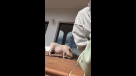 Cute Pig Roxy Has a Dirty Nose