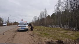 Curious bear approaches motorists and police officers on Russian road