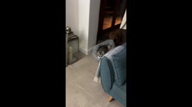 Mischievous dog takes brother for a spin!