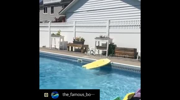 Watch how this rescue dog brilliantly retrieves ball from pool without getting wet