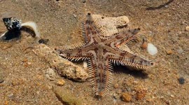 Starfish Hunt And Camouflage Under Sediment