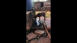 Smart dog turns on outside faucet to drink water when feeling thirsty