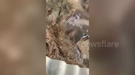Leopard hidden in hay jumped out and attacked forest official