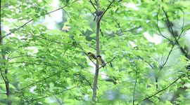 China, France cooperate on protection, breeding of endangered wild birds