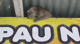 Monkey Ransacks Closed Soup Stall in Indonesia