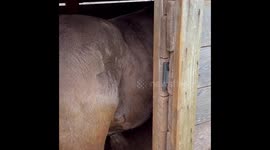 Huckleberry the Bull Gets Himself Stuck In a Shed