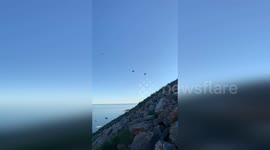 Arctic seabirds have hidden rhythms in their song, researchers claim