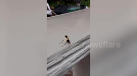 Ceriana wasp digs through freshly laid cement