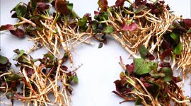 A traditional Chinese medicine plant HERBA HOUTTUYNIAE