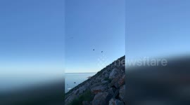 Secrets of the Night: Little Auks' Hidden Rhythms Revealed in the Arctic