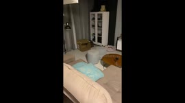 Kittens Hold Secret Meeting Under Table