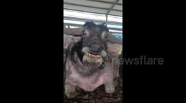 Happy Cow Brightens Farmer's Day with Unexpected Smile in Zhangzhou, China