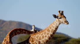 Slow-motion footage of brutal fight between male giraffes