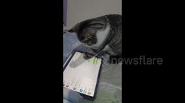 Cat Sending Messages in Hebei, China