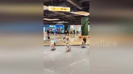 Huskies escape from dog cafe and charge through shopping mall in China