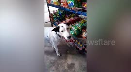 Hungry dog takes bag of crisps from stall